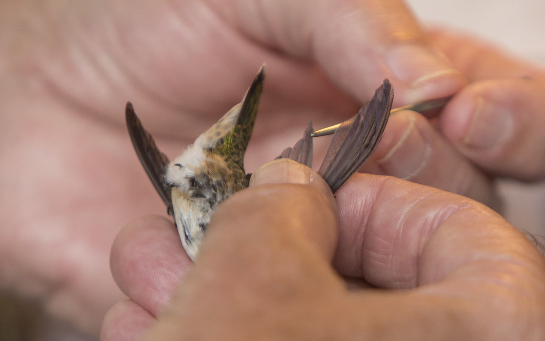 Hummingbirds banded